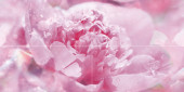 Peony Панно P4D281 80х40 (из 4 плиток) Peony Панно P4D281 80х40 (из 4 плиток)