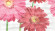 Dec Gerbera Panno A КПН16GerberaA 25х45 Dec Gerbera Panno A КПН16GerberaA 25х45