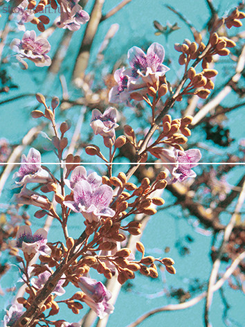 Spring P2D261 Панно из 2-х плиток 30х40 Spring P2D261 Панно из 2-х плиток 30х40