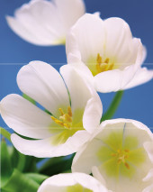 Blue Garden Панно (из 3пл) 75x60 Blue Garden Панно (из 3пл) 75x60