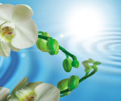 Water Garden В Панно (из 2пл) 60х50 Water Garden В Панно (из 2пл) 60х50