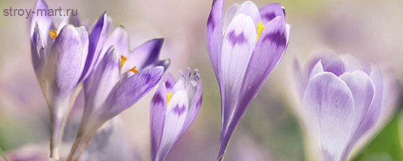 Dec Lola 2 Декор КВС17Lola2 20х50 Dec Lola 2 Декор КВС17Lola2 20х50