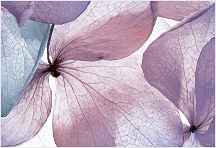 Рефлекс Ультра Декор ВС7РУ605 36,4х24,9 Рефлекс Ультра Декор ВС7РУ605 36,4х24,9