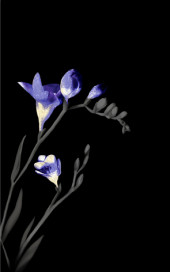 Spring czarny 1 centro Декор 25х40 Spring czarny 1 centro Декор 25х40