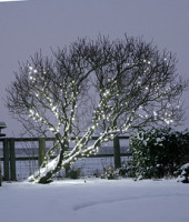 Светодиодная гирлянда "Спайдер" 5, D5203